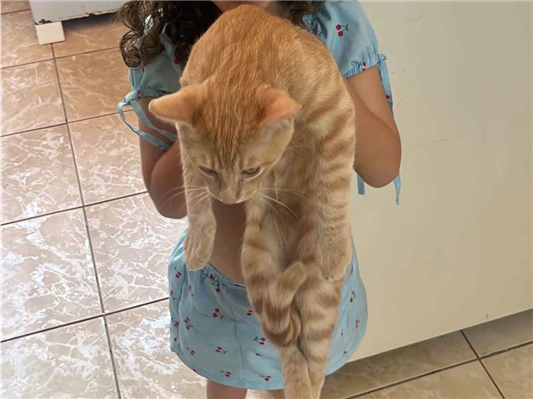Gato para adoção Macho Pequeno 2 a 6 meses