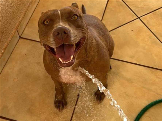 Cachorro cão para adoção Fêmea Médio  2 anos 