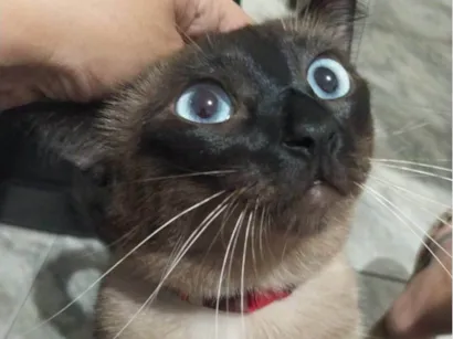 Gato SRD-ViraLata Medio 2-anos