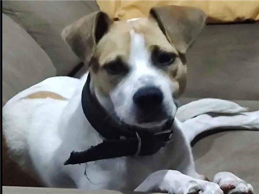 Cachorro cão para adoção Macho Médio  2 anos 