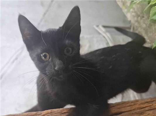Gato para adoção Macho Pequeno 2 a 6 meses