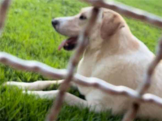 Cachorro cão para adoção Macho Grande 5 anos 