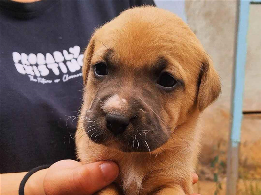 Cachorro cão para adoção Ambos Médio  Abaixo de 2 meses 