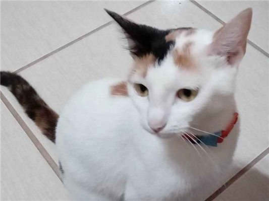 Gato Procura-Perdido Fêmea Médio 2 anos 