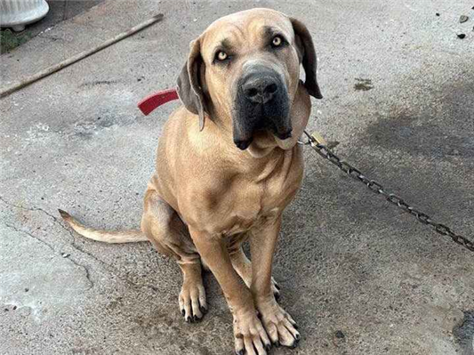 Cachorro cão para adoção Macho Grande 2 anos 