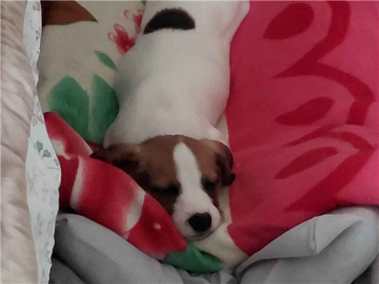 Cachorro cão para adoção Fêmea Médio  2 a 6 meses 