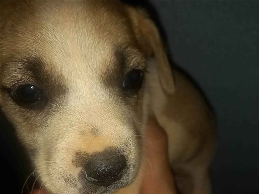 Cachorro cão para adoção Fêmea Pequeno Abaixo de 2 meses 