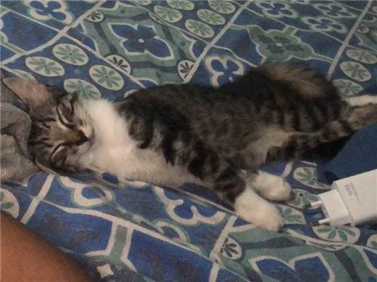 Gato para adoção Fêmea Médio 2 a 6 meses