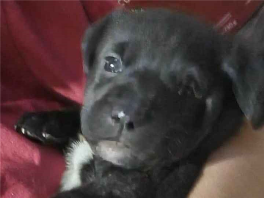 Cachorro cão para adoção Fêmea Médio  2 a 6 meses 