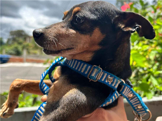 Cachorro cão para adoção Macho Pequeno 6 anos Acima 