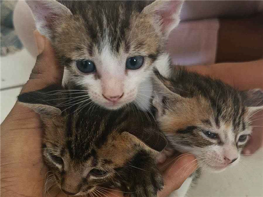 Gato para adoção Macho Pequeno Abaixo de 2 meses