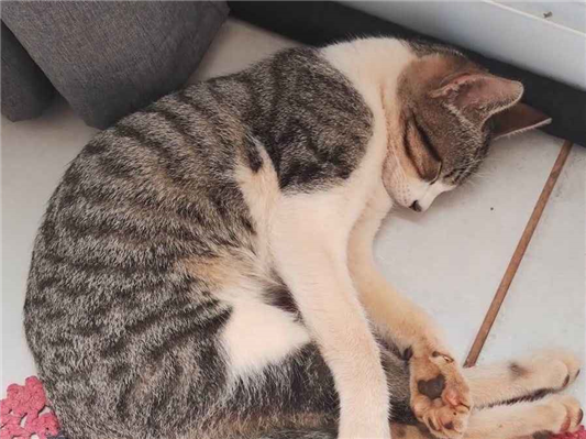 Gato Procura-Perdido Macho Pequeno 2 a 6 meses 