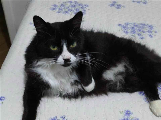 Gato para adoção Macho Médio 6 anos Acima