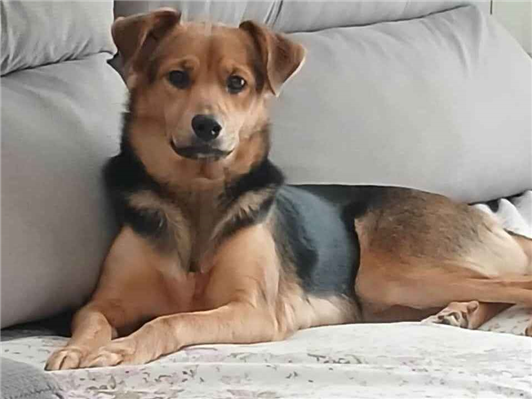 Cachorro cão para adoção Fêmea Médio  4 anos 