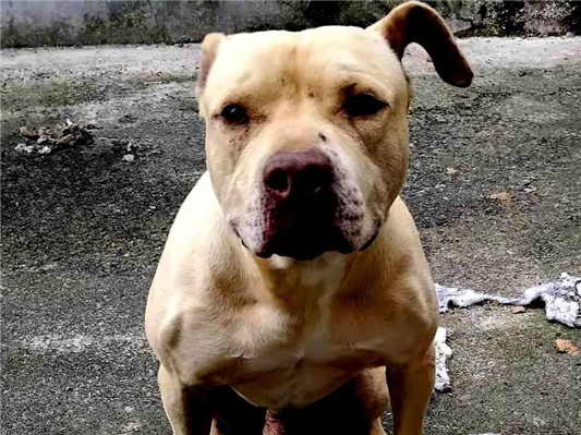Cachorro cão para adoção Macho Médio  2 a 6 meses 