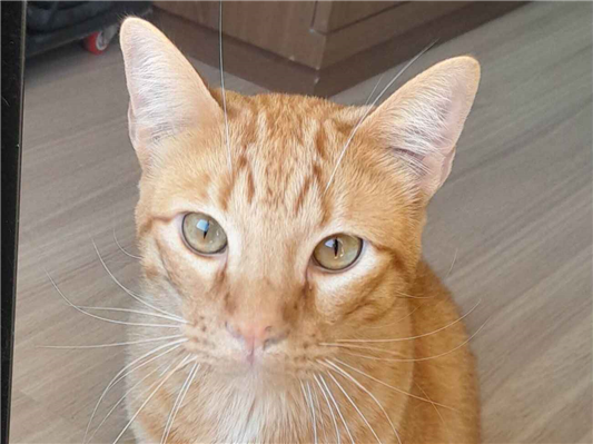 Gato para adoção Macho Grande 1 ano