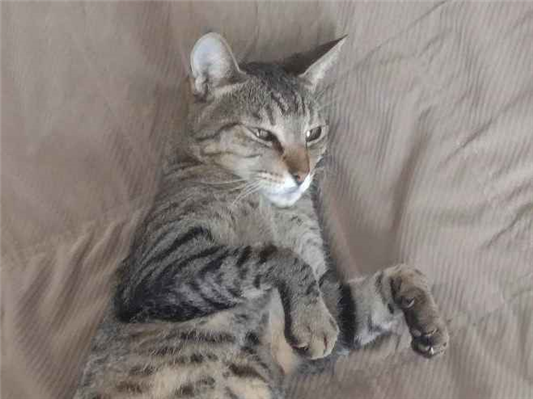 Gato Procura-Perdido Fêmea Médio 6 anos Acima 