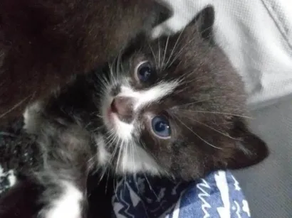 Gato Persa Pequeno Abaixo-de-2-meses