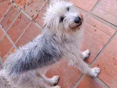 Cao SRD-ViraLata Medio 4-anos