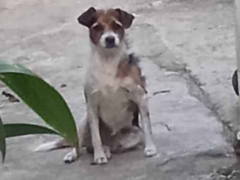Cachorro cão para adoção Macho Pequeno 2 anos 