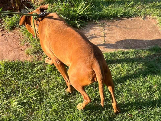 Cachorro cão para adoção Fêmea Grande 4 anos 
