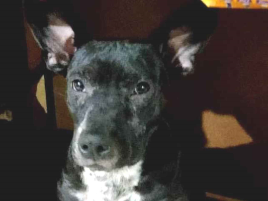 Cachorro cão para adoção Ambos Médio  2 a 6 meses 