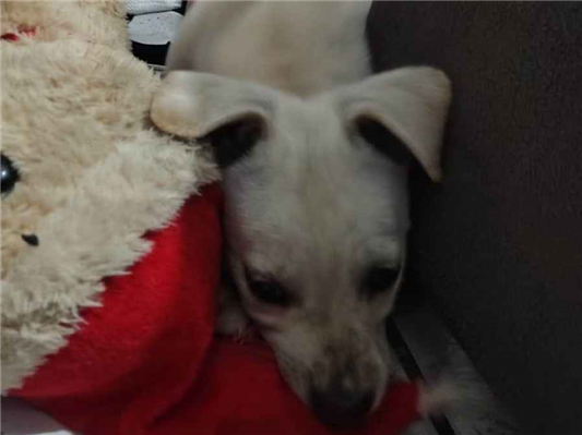 Cachorro cão para adoção Macho Médio  Abaixo de 2 meses 