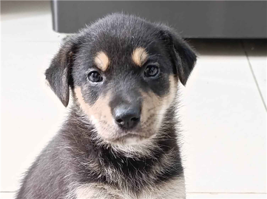 Cachorro cão para adoção Fêmea Grande Abaixo de 2 meses 