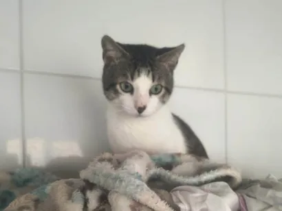 Gato SRD-ViraLata Pequeno 7-a-11-meses