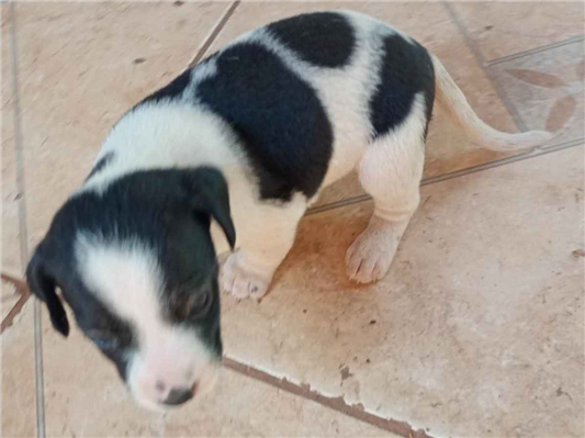 Cachorro cão para adoção Ambos Pequeno 2 a 6 meses 