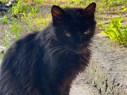 Gato para adoção Ambos Médio 7 a 11 meses