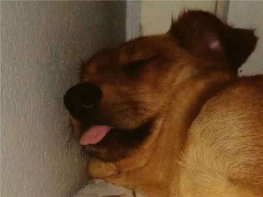 Cachorro cão para adoção Fêmea Médio  5 anos 