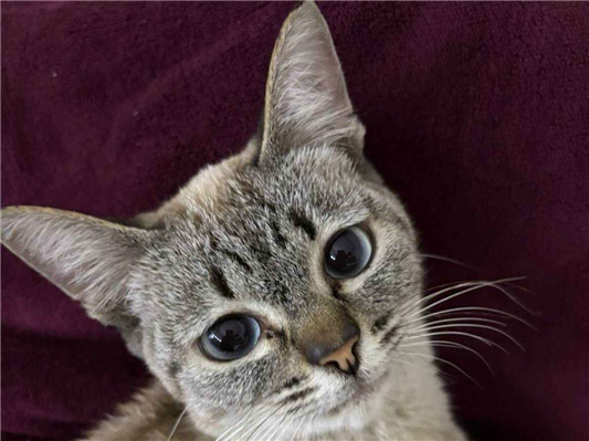 Gato para adoção Fêmea Médio 7 a 11 meses