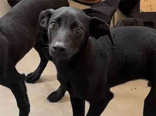 Cachorro cão para adoção Macho Médio  2 a 6 meses 