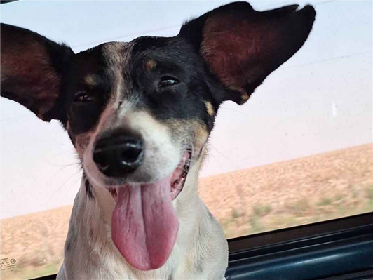 Cao Procura-Perdido Macho Médio 6 anos Acima 