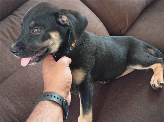 Cachorro cão para adoção Macho Médio  2 a 6 meses 