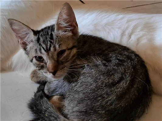 Gato para adoção Fêmea Pequeno 2 a 6 meses