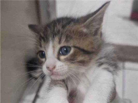 Gato para adoção Ambos Pequeno Abaixo de 2 meses