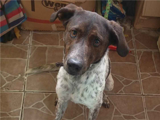 Cachorro cão para adoção Macho Médio  7 a 11 meses 
