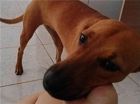 Cachorro cão para adoção Fêmea Médio  2 a 6 meses 