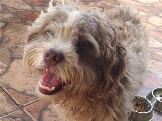 Cao - Macho Médio5 anos