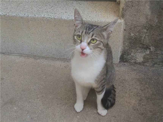 Gato para adoção Fêmea Pequeno 1 ano