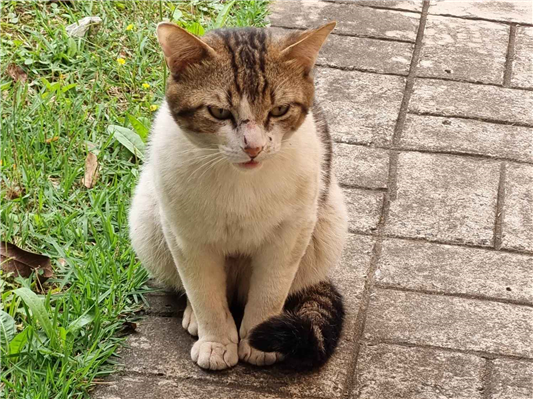 Gato - Ambos Médio1 ano