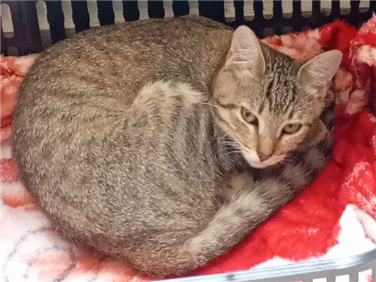 Gato para adoção Fêmea Pequeno 2 a 6 meses