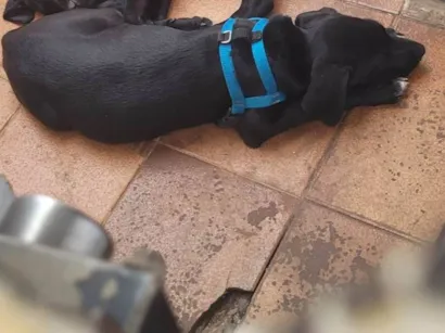 Cao SRD-ViraLata Medio 2-a-6-meses