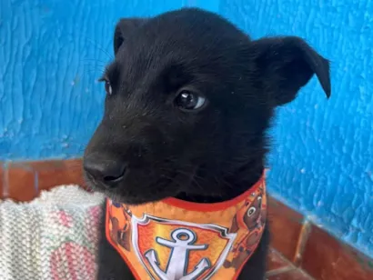 Cao SRD-ViraLata Medio 2-a-6-meses