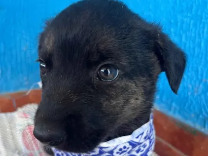 Cao SRD-ViraLata Medio 2-a-6-meses