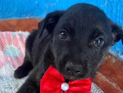 Cao SRD-ViraLata Medio 2-a-6-meses