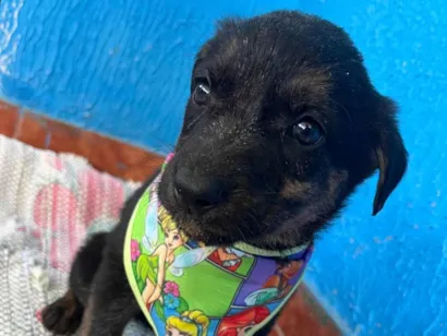 Cao SRD-ViraLata Medio 2-a-6-meses