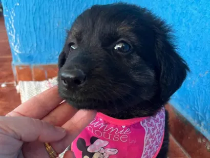 Cao SRD-ViraLata Medio 2-a-6-meses